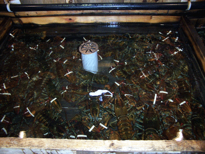 lobster-dinner